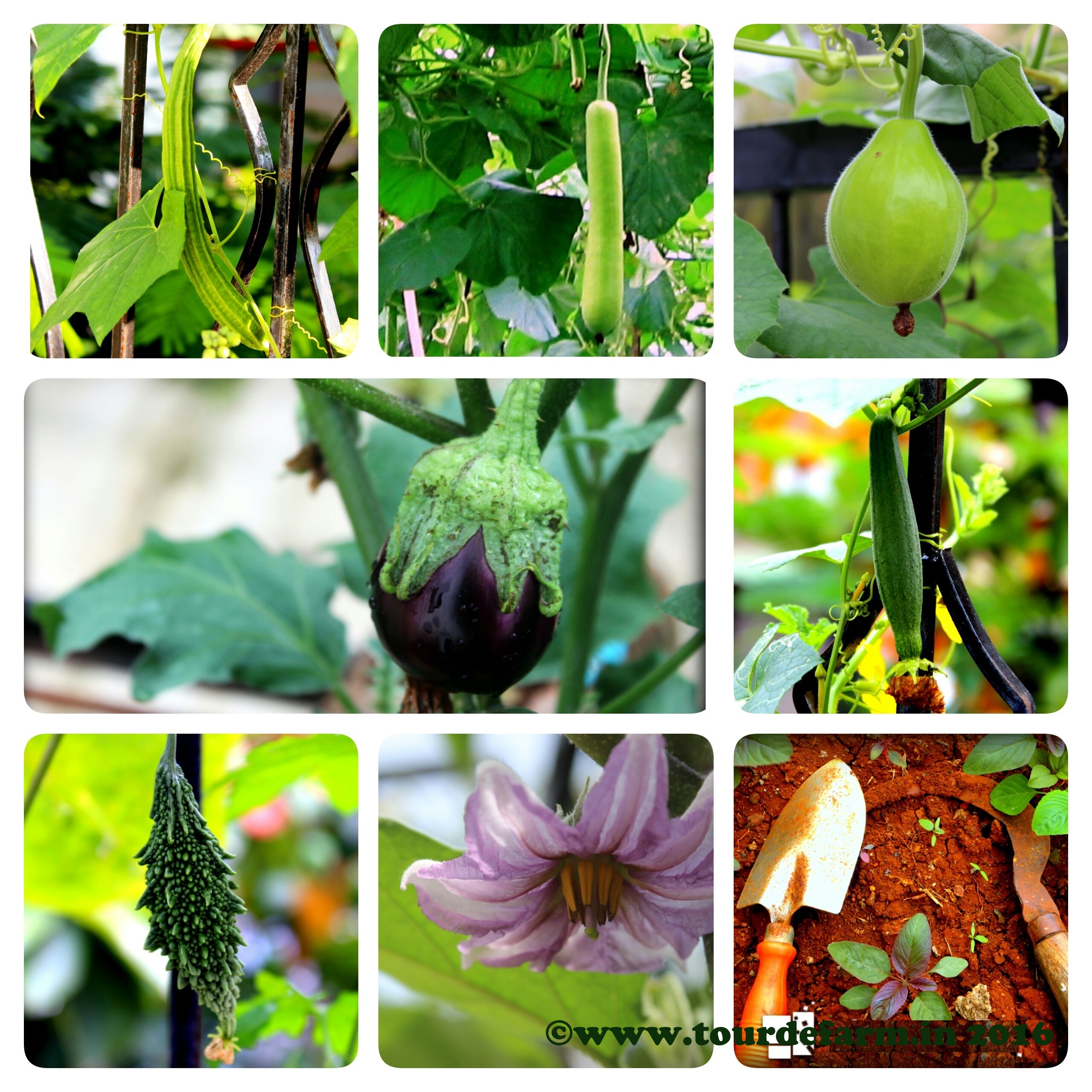 terrace garden_organic food