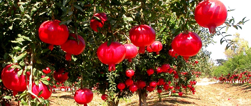 Pomegranate picking near Pune, Mumbai, Nashik