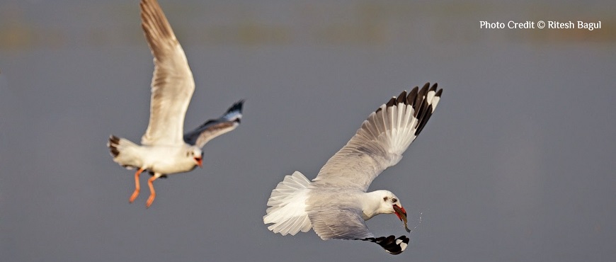 Bhigwan Seagull Busy Eating While in Flight