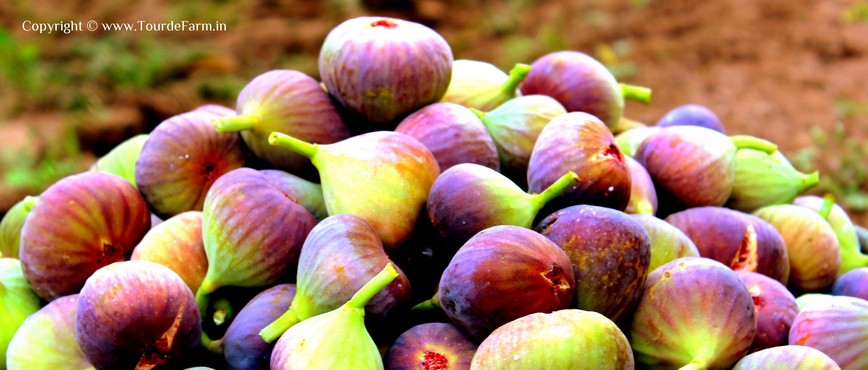 Buy Organic Fig