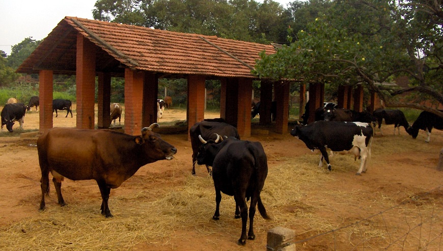 Dairy Farming In India
