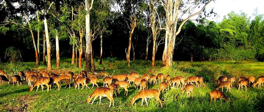Dandeli wildlife sanctuary, India