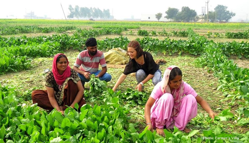 Farm Activities at Farmstay in Punjab