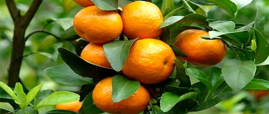orange farm visit nagpur