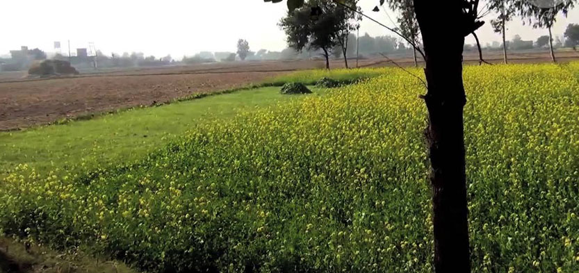 Farmstay in Punjab