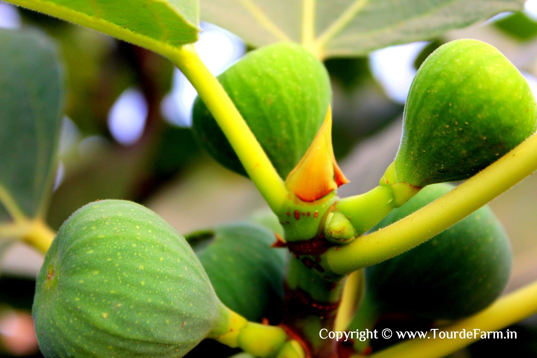 Fig Flower Vasant Rutu