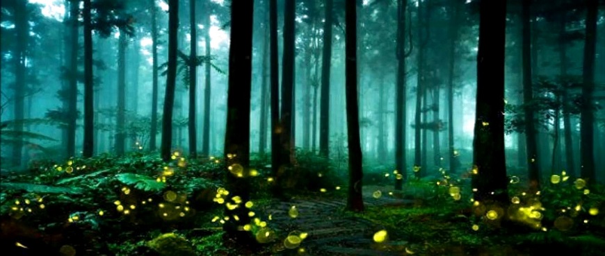 Fireflies Destinations around Pune