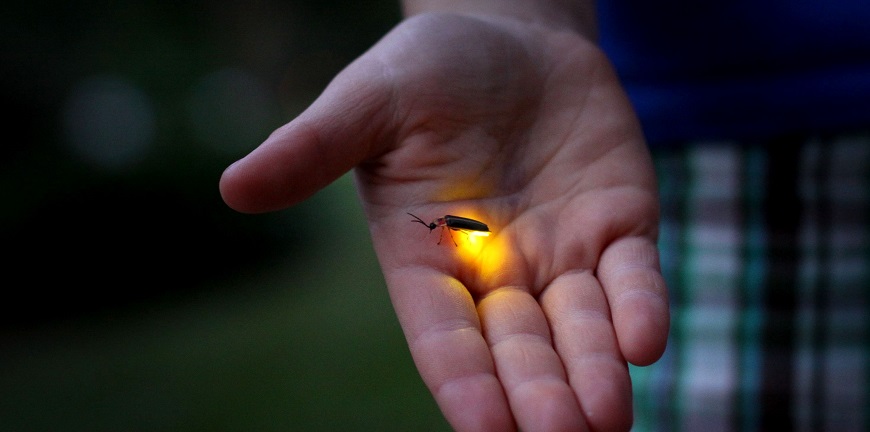 Fireflies Festival Maharashtra