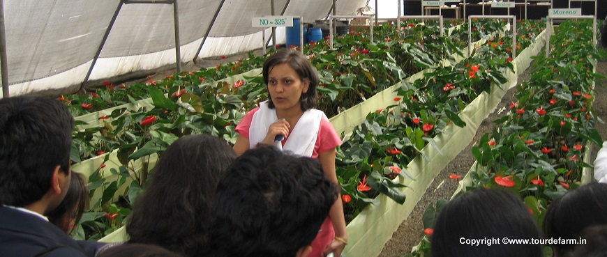 Greenhouse Visit Pune