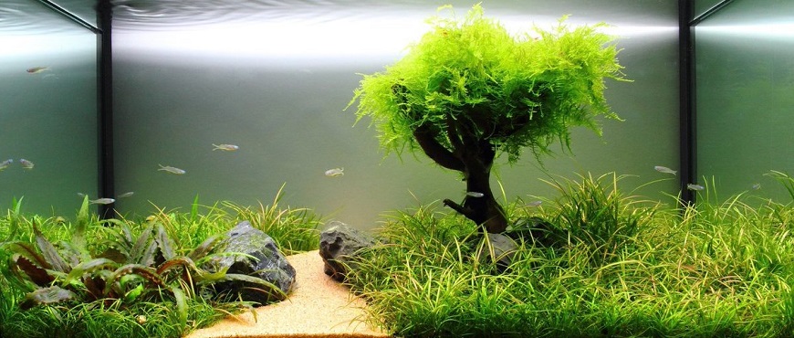Best Home Aquarium Ideas