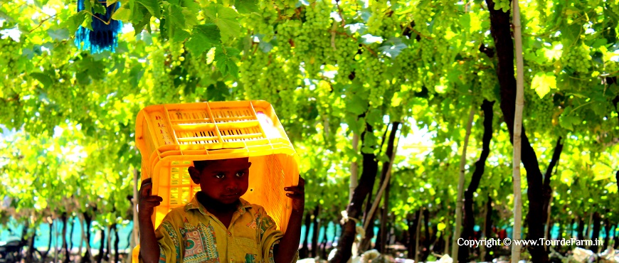 grapes farm visit near Sangali