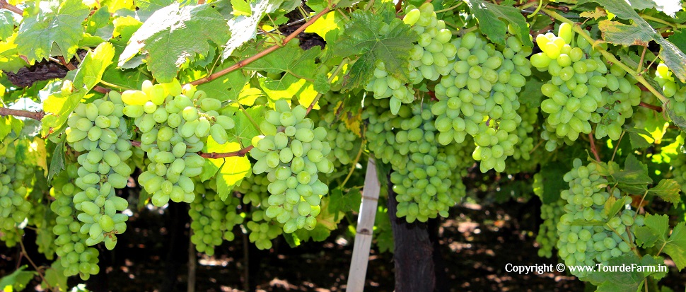 grapes farm visit near Mumbai