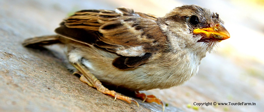 Save Sparrow & Rise For The Sparrow