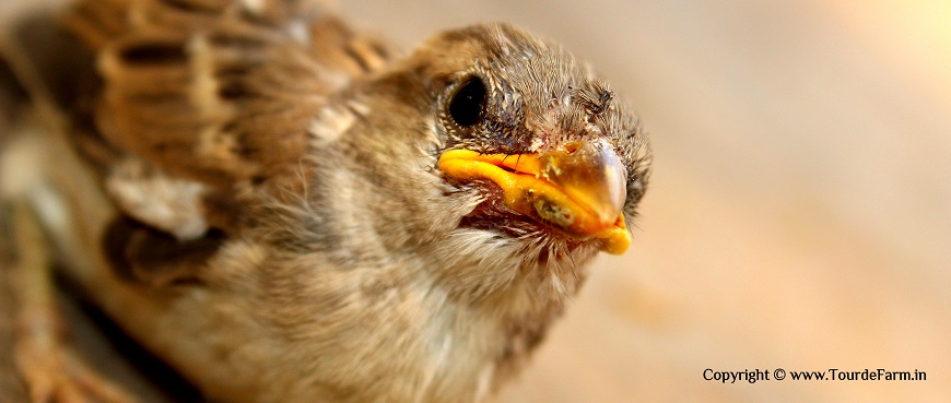 World Sparrow Day March 20