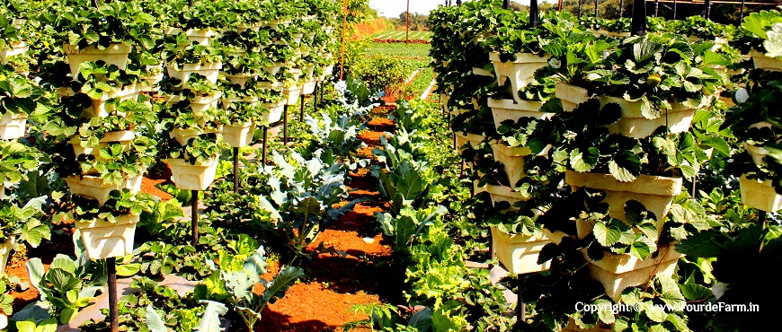 Book a visit to a starwberry farm in Panchgani