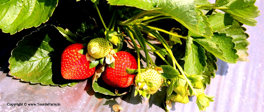 Book a visit to a starwberry farm in Mahablshwar