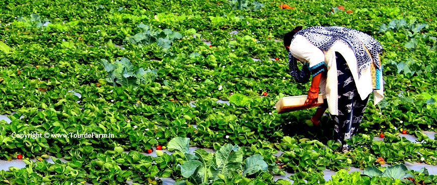 Strawberry picking season in Mahableshwar & Panchgani