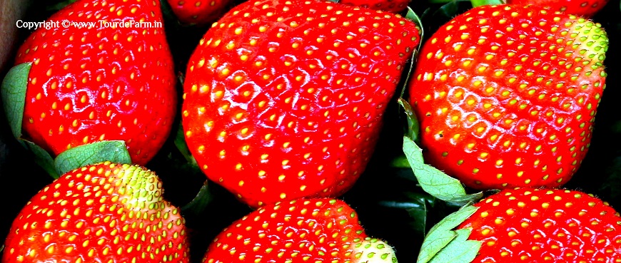 Strawberry Farms in Panchgani