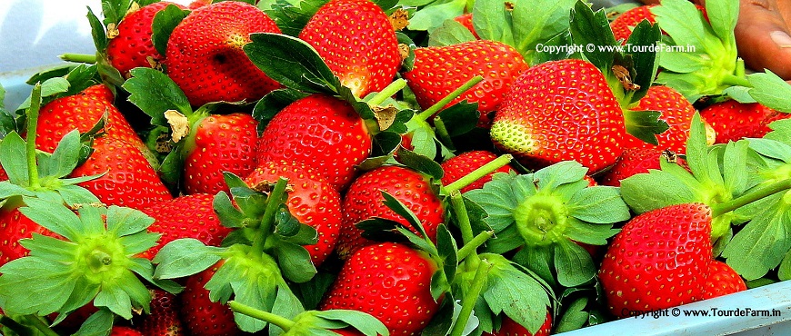 Strawberry picking season in Mahableshwar