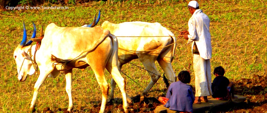 India Is a Traditional Land of Farming