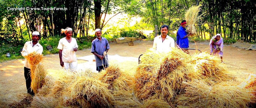 Indian farmer in rice harvesting