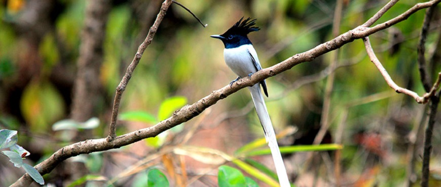 Karnala Bird Sanctuary, India
