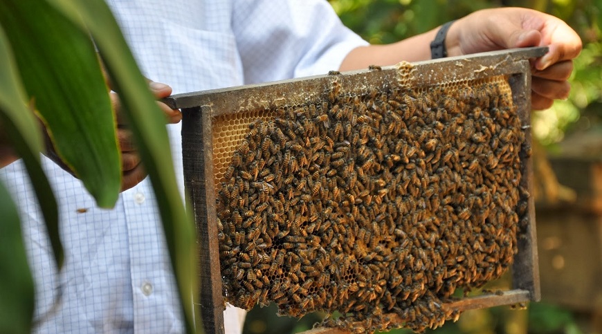 Lesson In Beekeeping