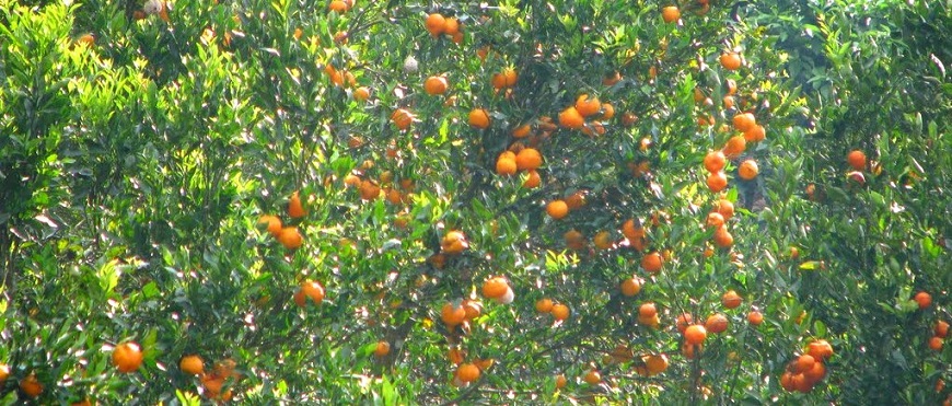 Orange Farm Visit Near Nagpur