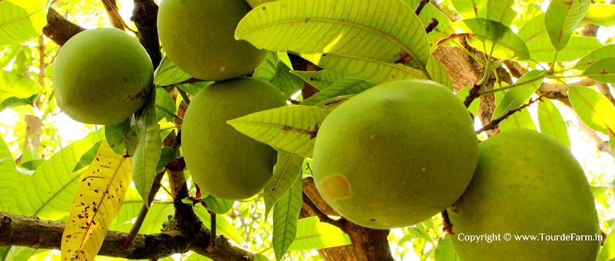 Organic Alphonso Mangoes Kokan