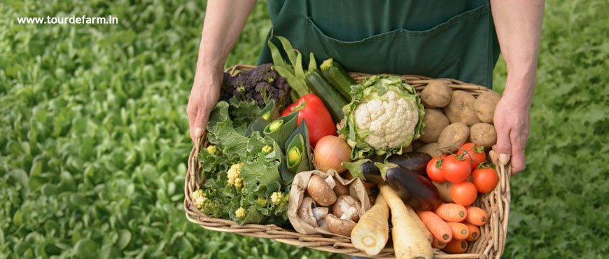 Organic-food-Annapoorna-agritourism
