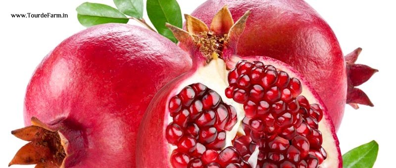 Pomegranate-Fruit