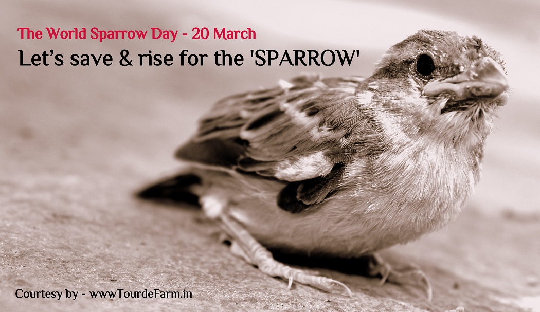 Save Sparrow Initiatives