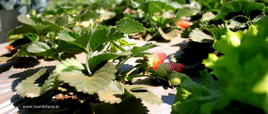strawberry farming in maharashtra