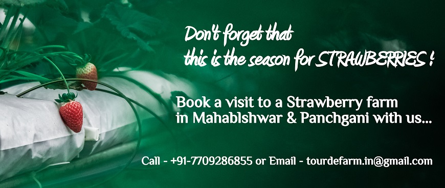 Book a visit to a Strawberry farm in Mahablshwar & Panchgani