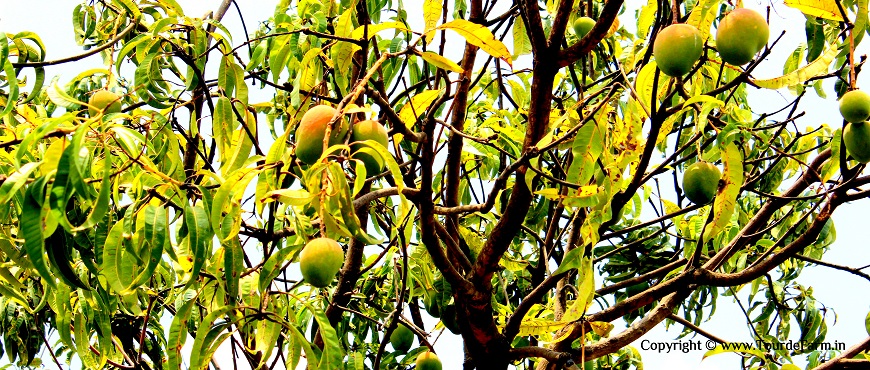 a visit to kokan mango farms