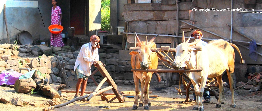 Indian farmer with bullock