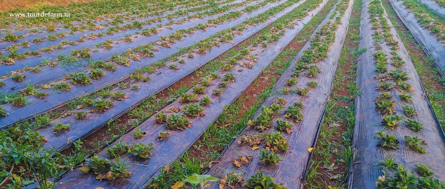 strawberry cultivation Mahabaleshwar